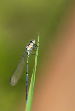 Coenagrion puella