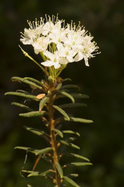 Ledum palustre