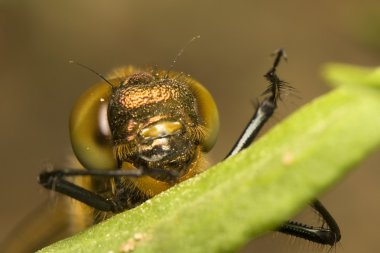 Somatoklora flavomaculata