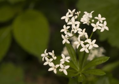 Galium odoratum clipart