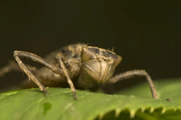 若虫蜻蜓 — 图库照片