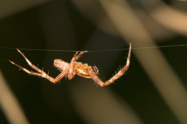 araneus diadematus - erkek