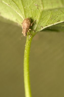 Strophosoma capitatum