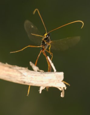 Ichneumonidae