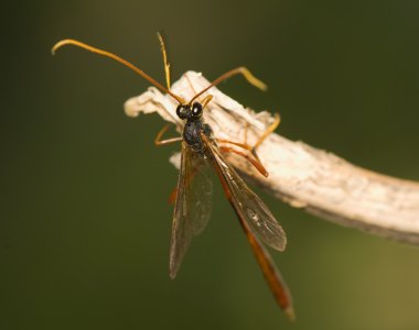 Ichneumonidae