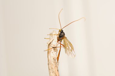 Ichneumonidae clipart