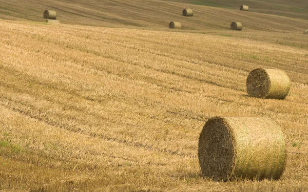 Field after harvest — Stock Photo, Image
