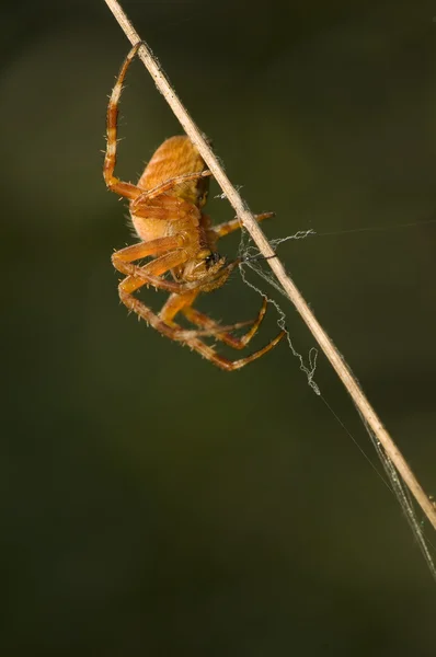 stock image Araneus diadematus - female