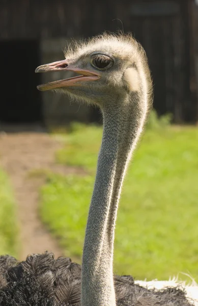 Struthio camelus — Zdjęcie stockowe