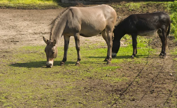 Mule en pony — Stockfoto