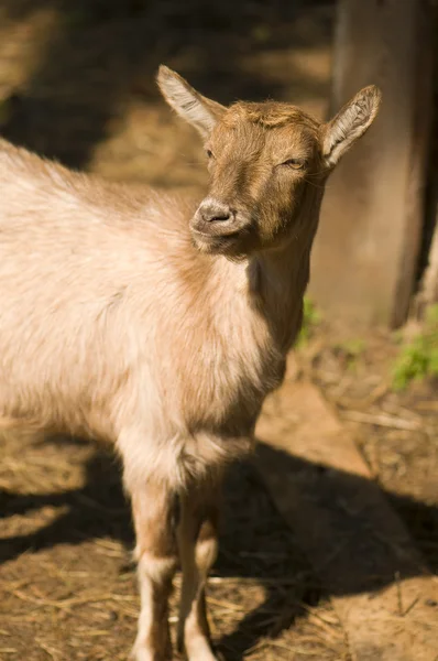 Capra - cabra pequena — Fotografia de Stock