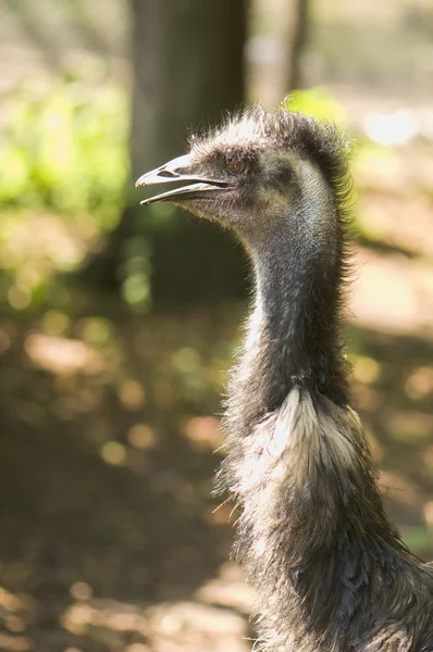 Struś emu — Zdjęcie stockowe