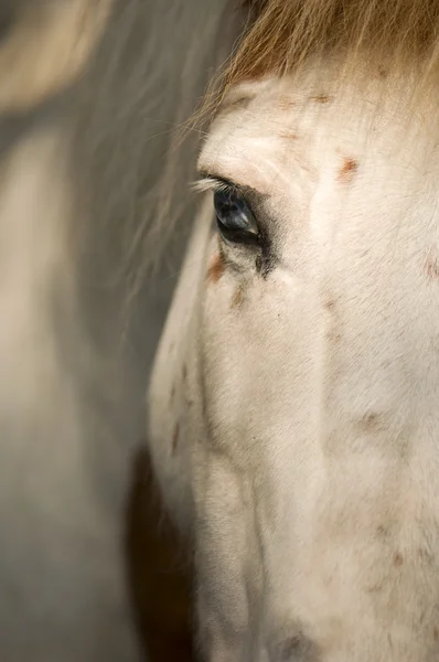 Ponny - liten häst — Stockfoto