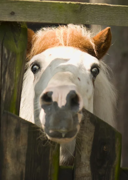 Pony - kleines Pferd — Stockfoto
