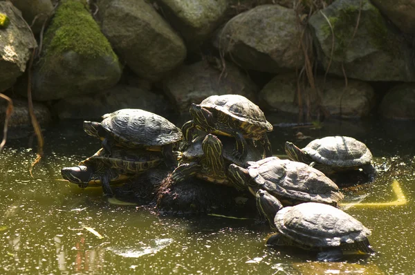 stock image Trachemys scripta elegans