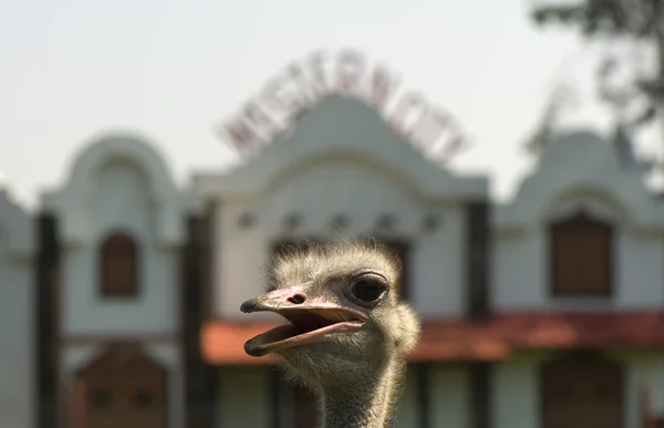 Struisvogels camelus — Stockfoto