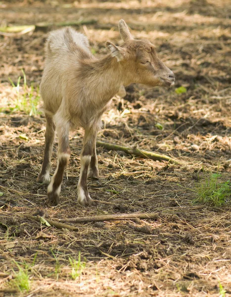 Capra - petite chèvre — Photo