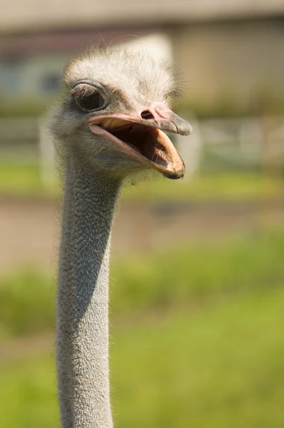Struisvogels camelus — Stockfoto