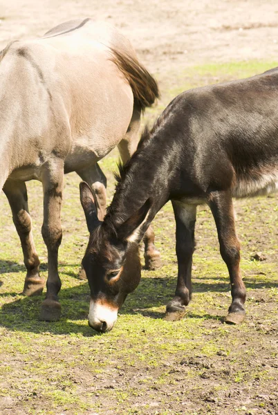 Mule gräset plockar — Stockfoto