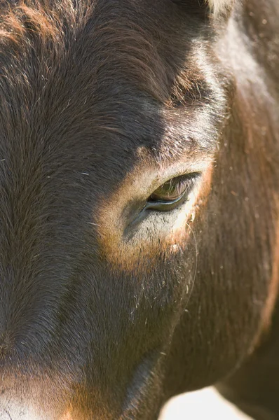 Mule close-up — Stock Photo, Image