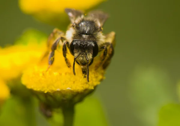 Včela ve žlutém květu — Stock fotografie