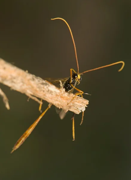 Ichneumonidae — Stockfoto
