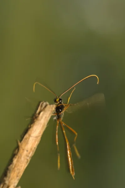 Ichneumonidae — 스톡 사진