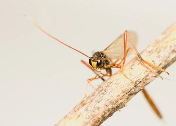 Ichneumonidae — Fotografia de Stock