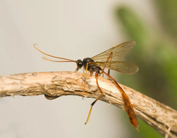Ichneumonidae — Foto de Stock