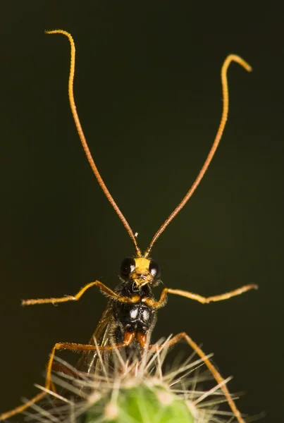 Ichneumonidae — Stockfoto