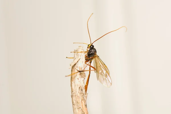 Ichneumonidae lizenzfreie Stockfotos