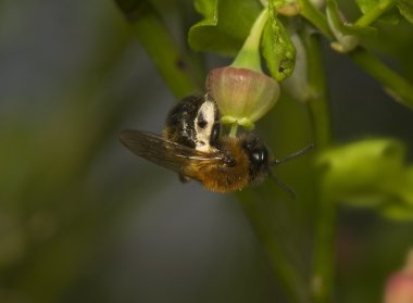 Andrena lapponica