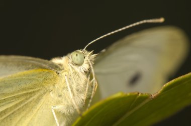 lahana pieris