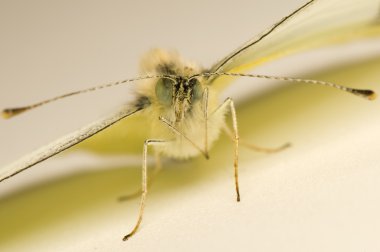 lahana pieris