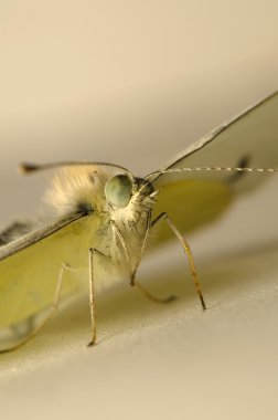 lahana pieris