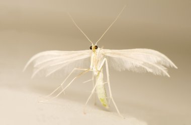 Pterophorus pentadactyla