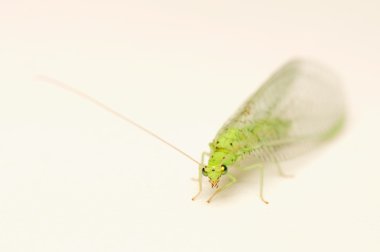 Chrysopidae