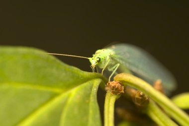 Chrysopidae