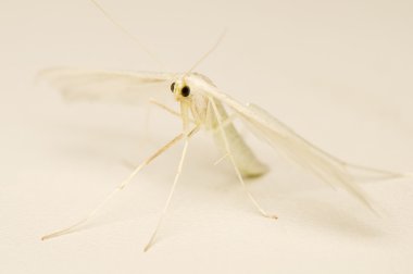 Pterophorus pentadactyla