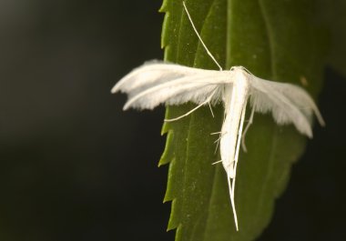 Pterophorus pentadactyla