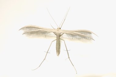 Pterophorus pentadactyla