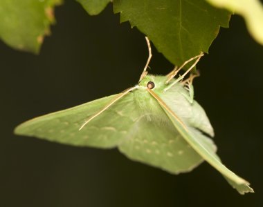 Geometra papilionaria clipart