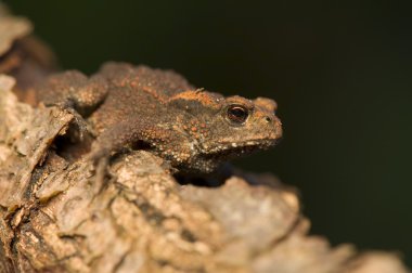 Kurbağa bufo bufo