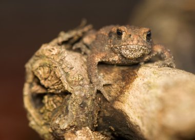 Kurbağa bufo bufo