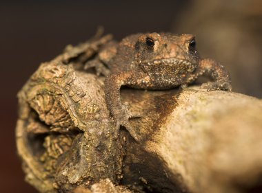 Kurbağa bufo bufo