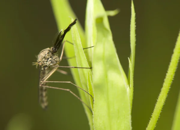 Sivrisinek — Stok fotoğraf