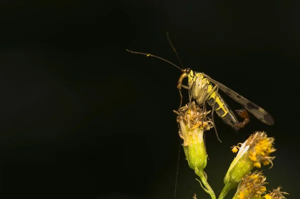 Schorpioenvliegen — Stockfoto