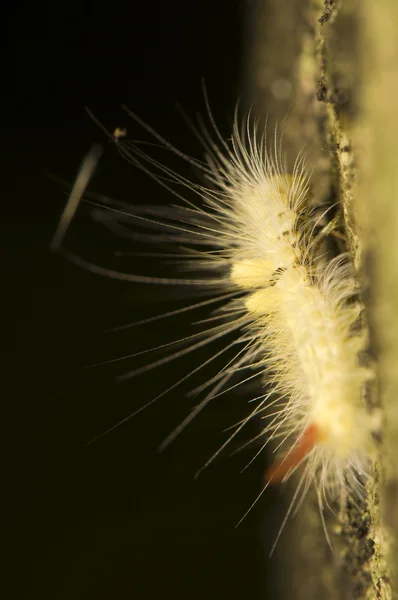 Calliteara repubunda syn. Dasychira repubunda — Foto de Stock