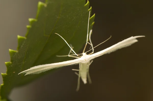 Pterophorus pentadactyla — Stok fotoğraf