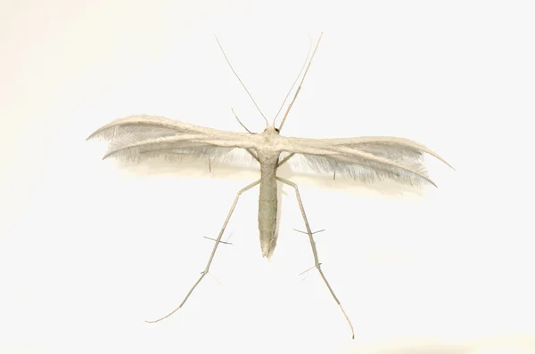 Pterophorus pentadactyla — стокове фото